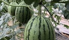 最近网红吃瓜,揭秘娱乐圈最新热点事件